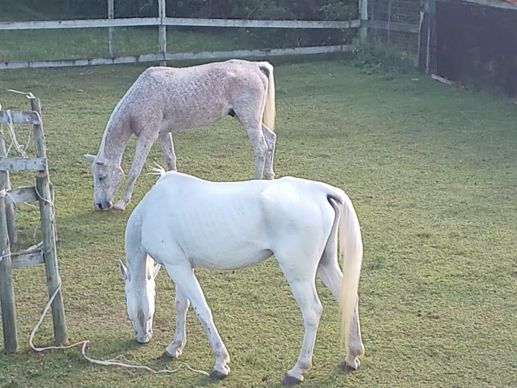 Equine therapy